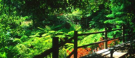 A wooden deck with a view of dense green foliage and ferns.
