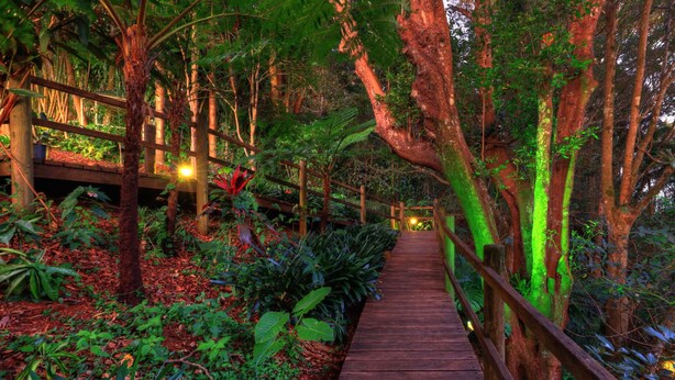 Un camí de fusta que serpenteja per un jardí exuberant, ple de plantes i arbres.