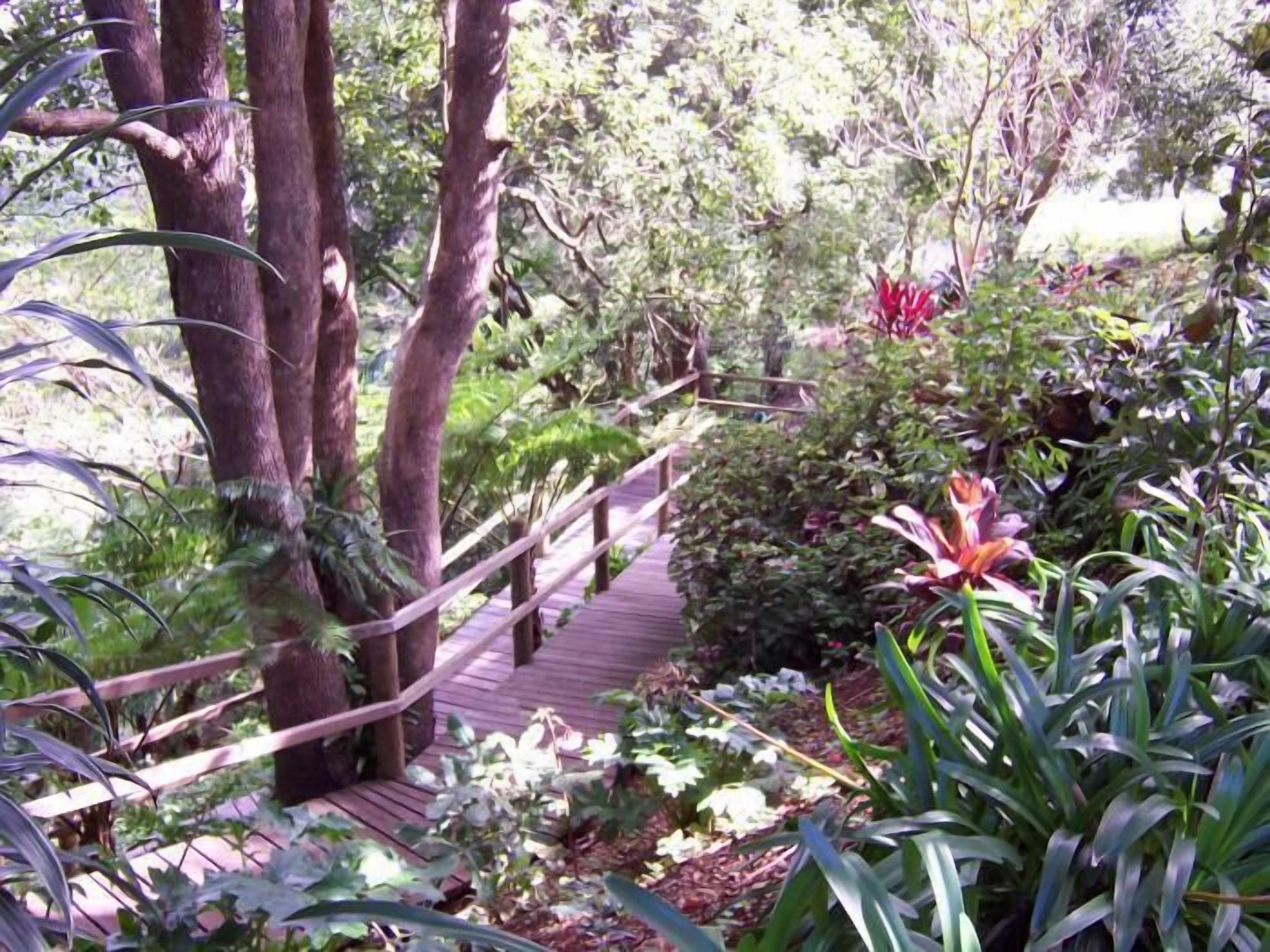 A wooden pathway surrounded by lush greenery and various plants.