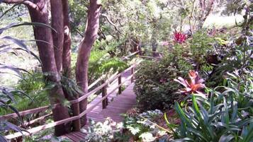 A wooden pathway surrounded by lush greenery and various plants.