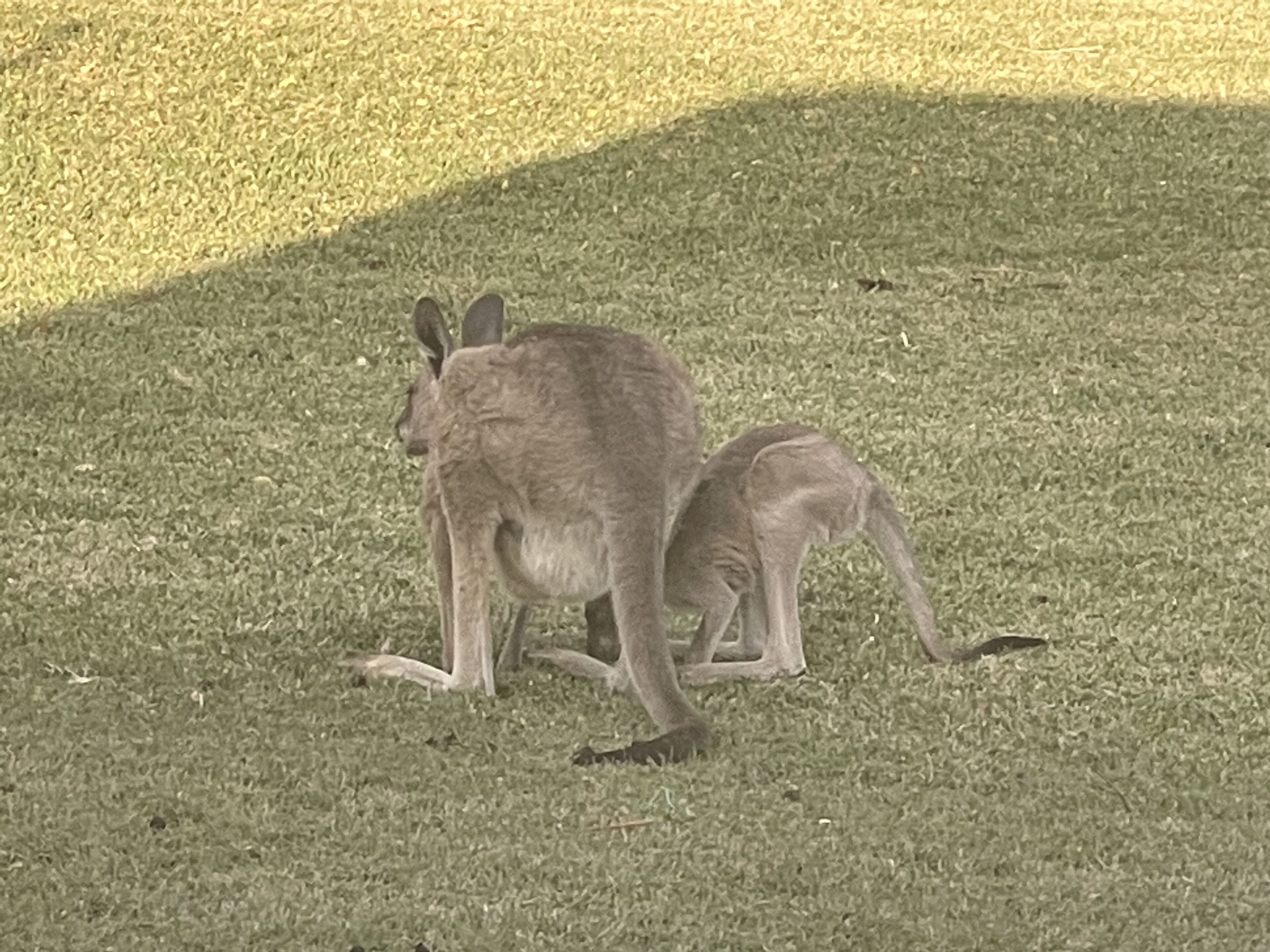 A grassy area with two kangaroos.