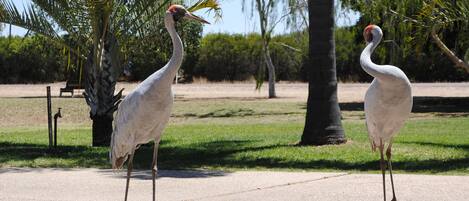 Dos aves grandes sobre una superficie de concreto en un parque con césped y palmeras.