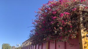 Un bâtiment à la façade rose, orné d’un balcon recouvert de fleurs de bougainvillier roses.