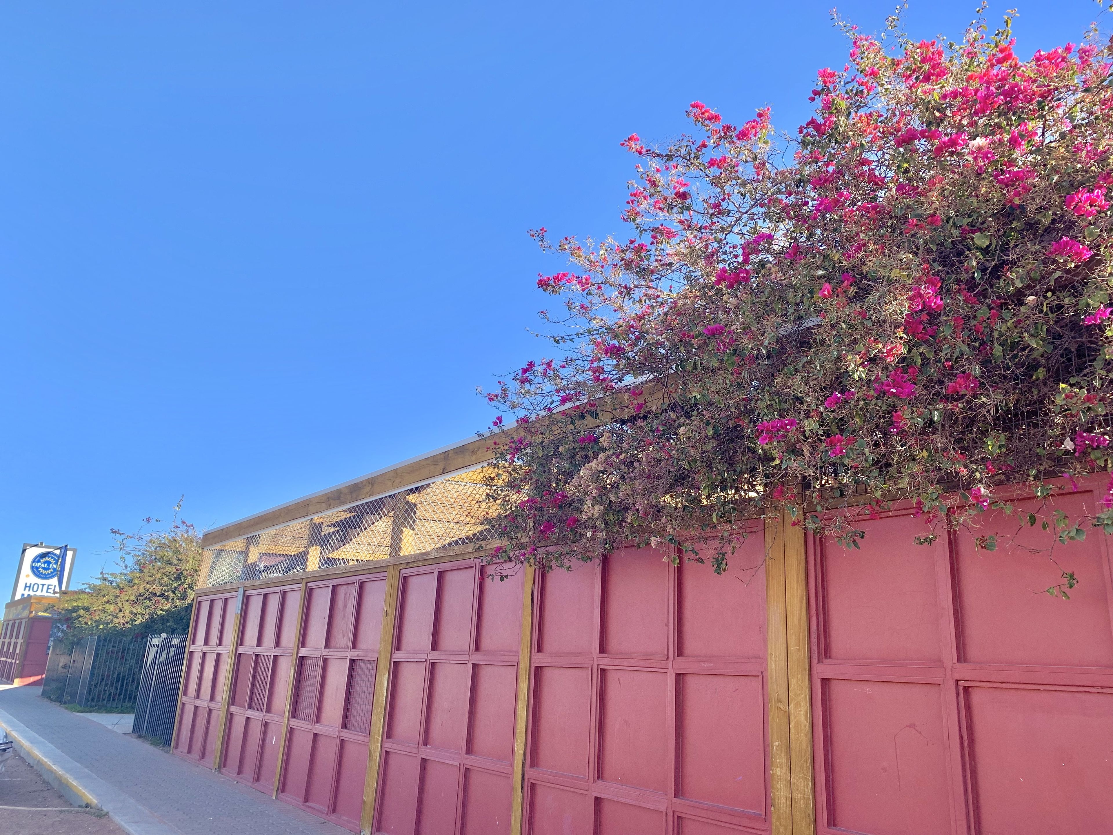 Una pared roja con una cerca de metal y buganvillas rosadas trepando por ella.