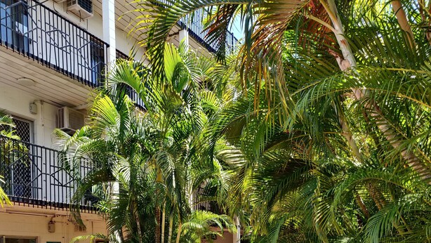 A courtyard with a brick pathway, surrounded by potted plants and palm trees. - Coconut Grove Holiday Apartments (Coconut Grove)