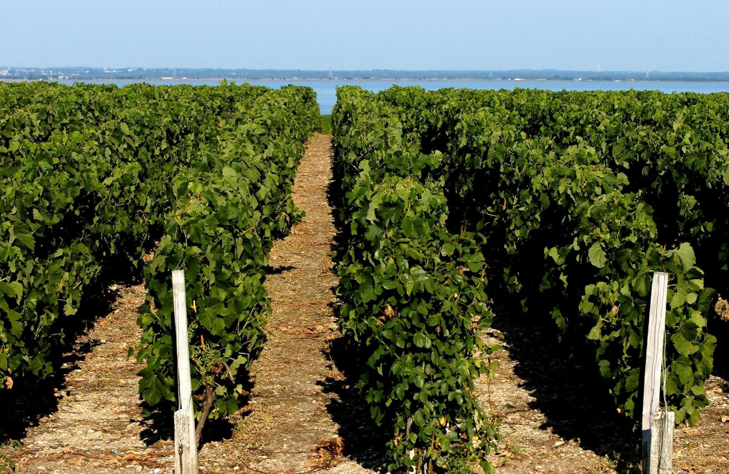 Un vignoble avec des rangées de vignes et une vue dégagée sur l’eau en arrière-plan.