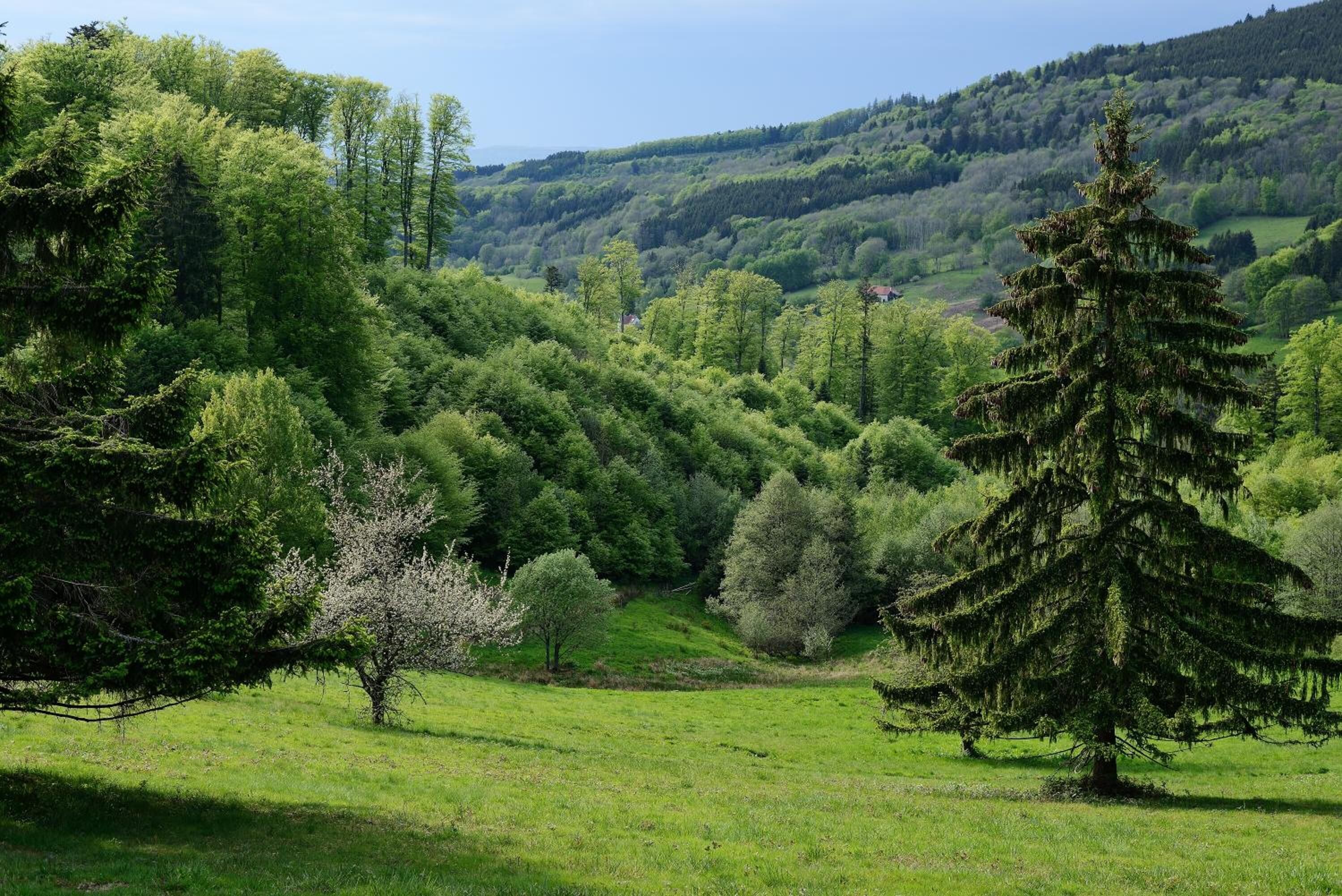 A lush green landscape with a variety of trees and a clear sky.