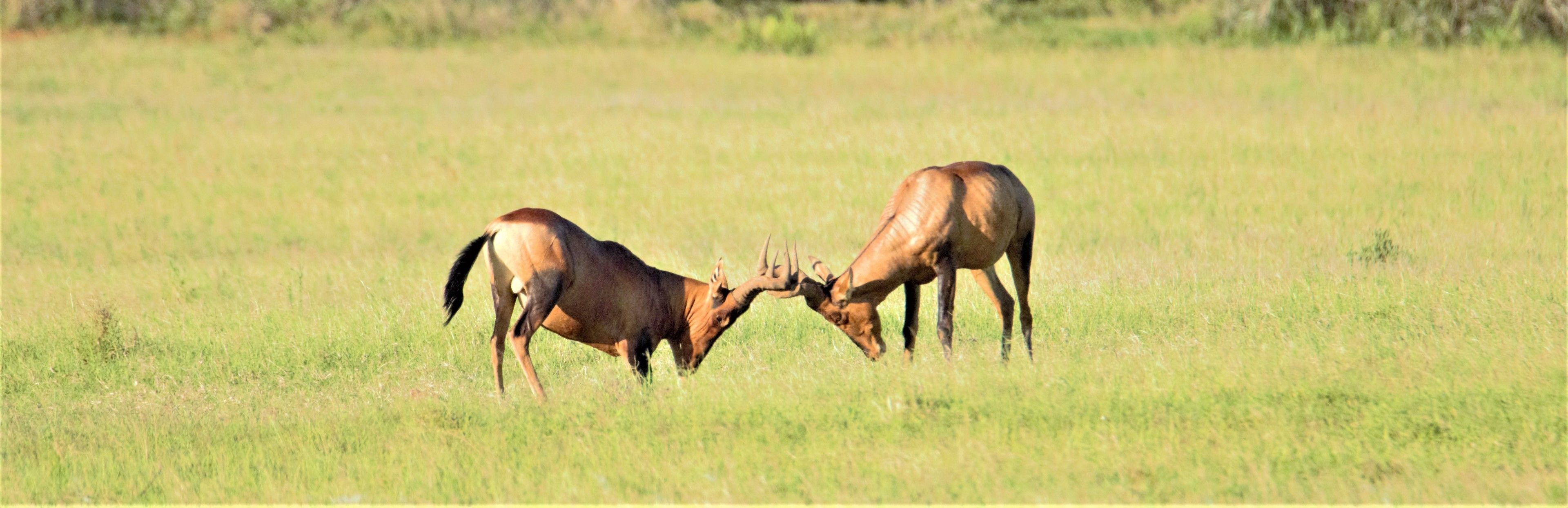 Two elk in a grassy field.