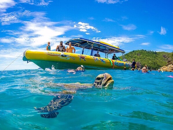 Rafting - Shingley Beach Resort (Cannonvale)