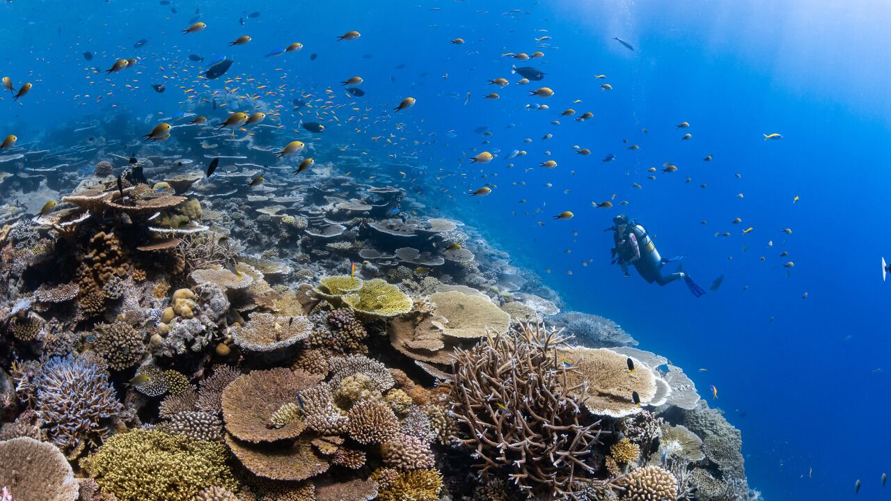 private beach, white sand, free beach cabanas, sun-loungers