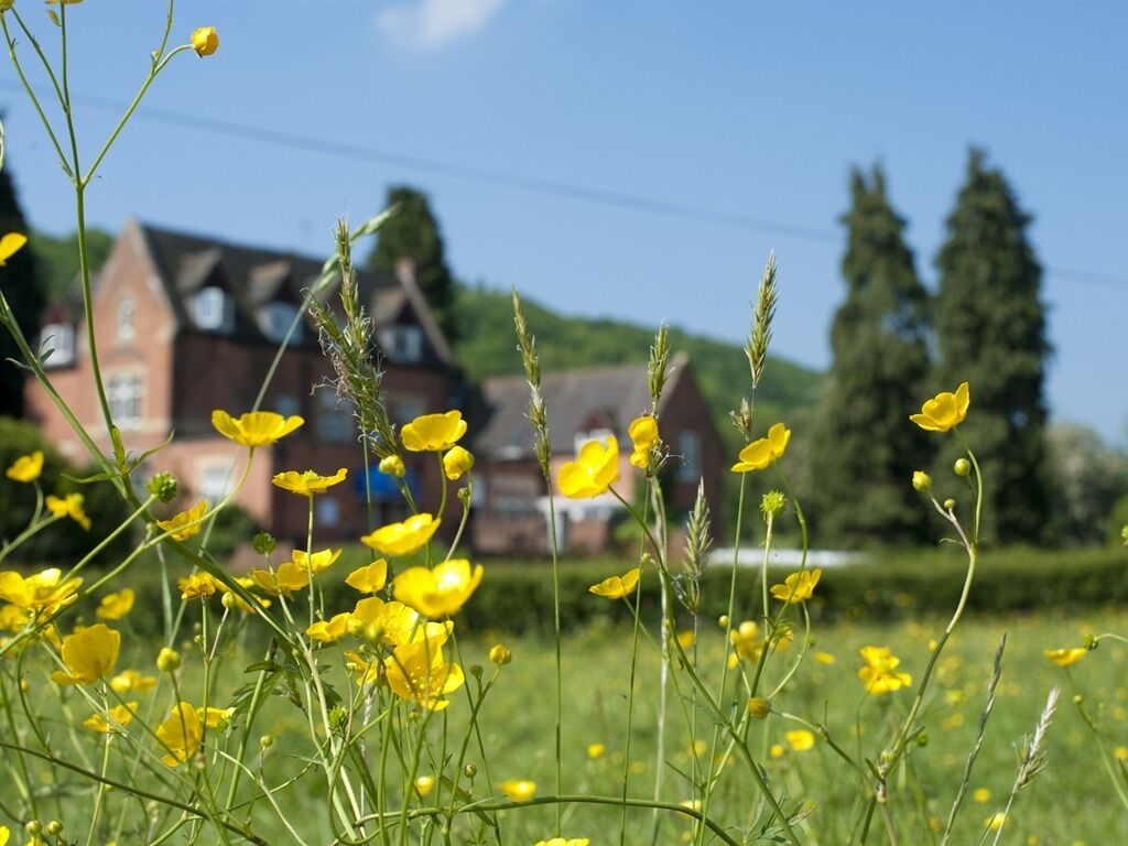 A field of yellow flowers with a house in the background.
