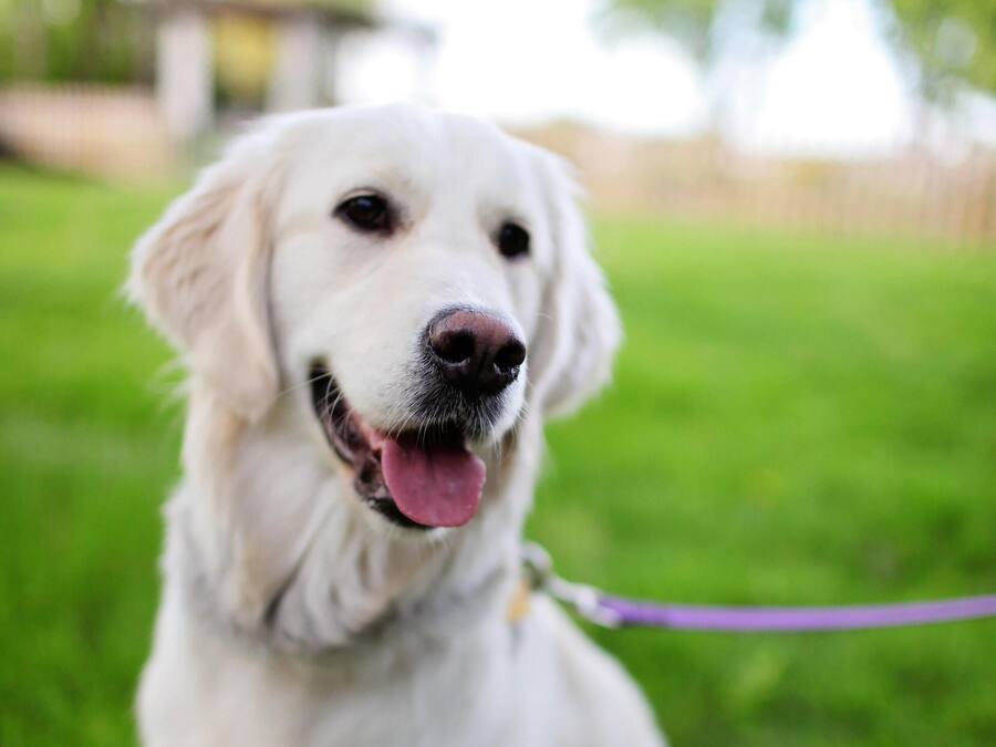Un chien blanc assis sur l’herbe, avec une laisse violette.