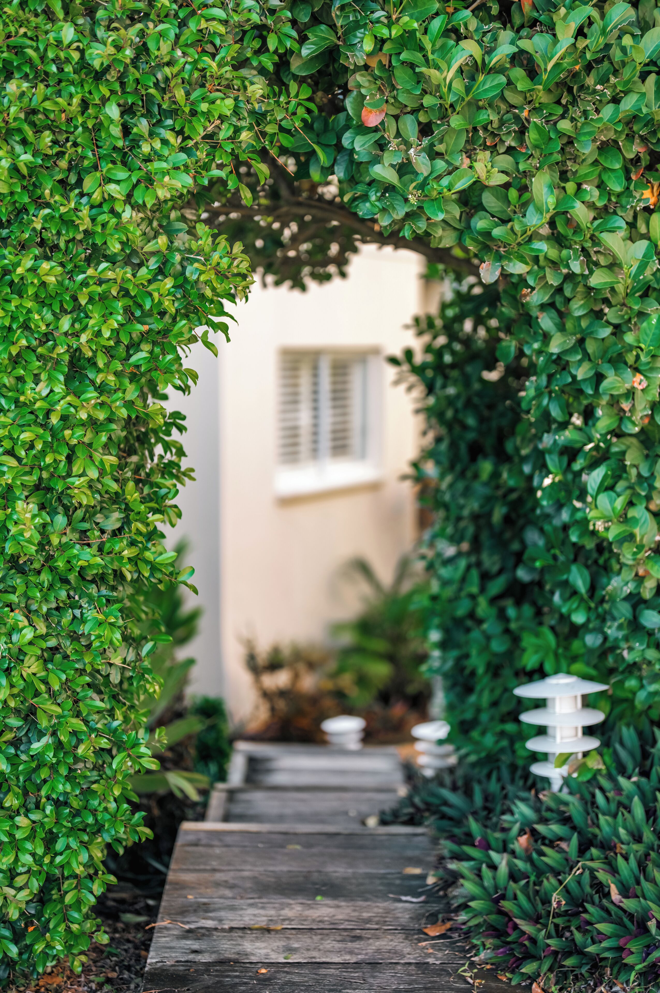 A wooden pathway flanked by lush green foliage leading to a building with a window.