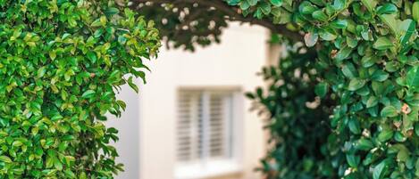 A wooden pathway flanked by lush green foliage leading to a building with a window.