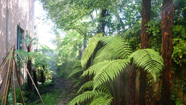 A narrow forest path flanked by large ferns and trees, leading to a building with a window and a door. - Sherborne Motor Lodge (Christchurch)