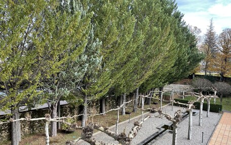 A garden with a variety of trees, including a prominent coniferous tree and a bonsai tree in a gravel bed.