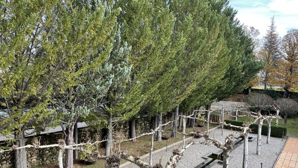 A garden with a variety of trees, including a prominent coniferous tree and a bonsai tree in a gravel bed. - Parador de Puebla de Sanabria (Puebla de Sanabria)