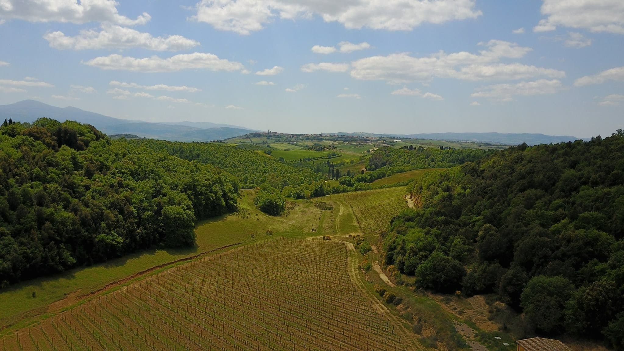 Paisaje de viñedo con campos en terrazas y montañas al fondo.