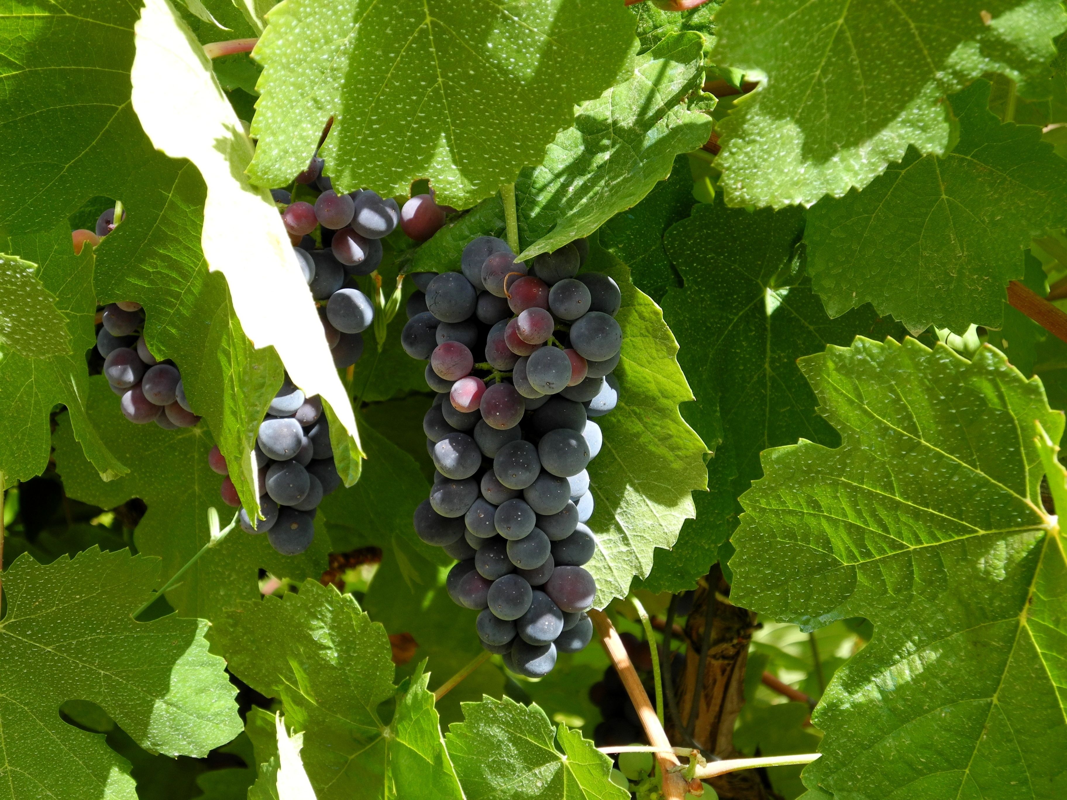 Clusters of dark purple grapes growing among green leaves.