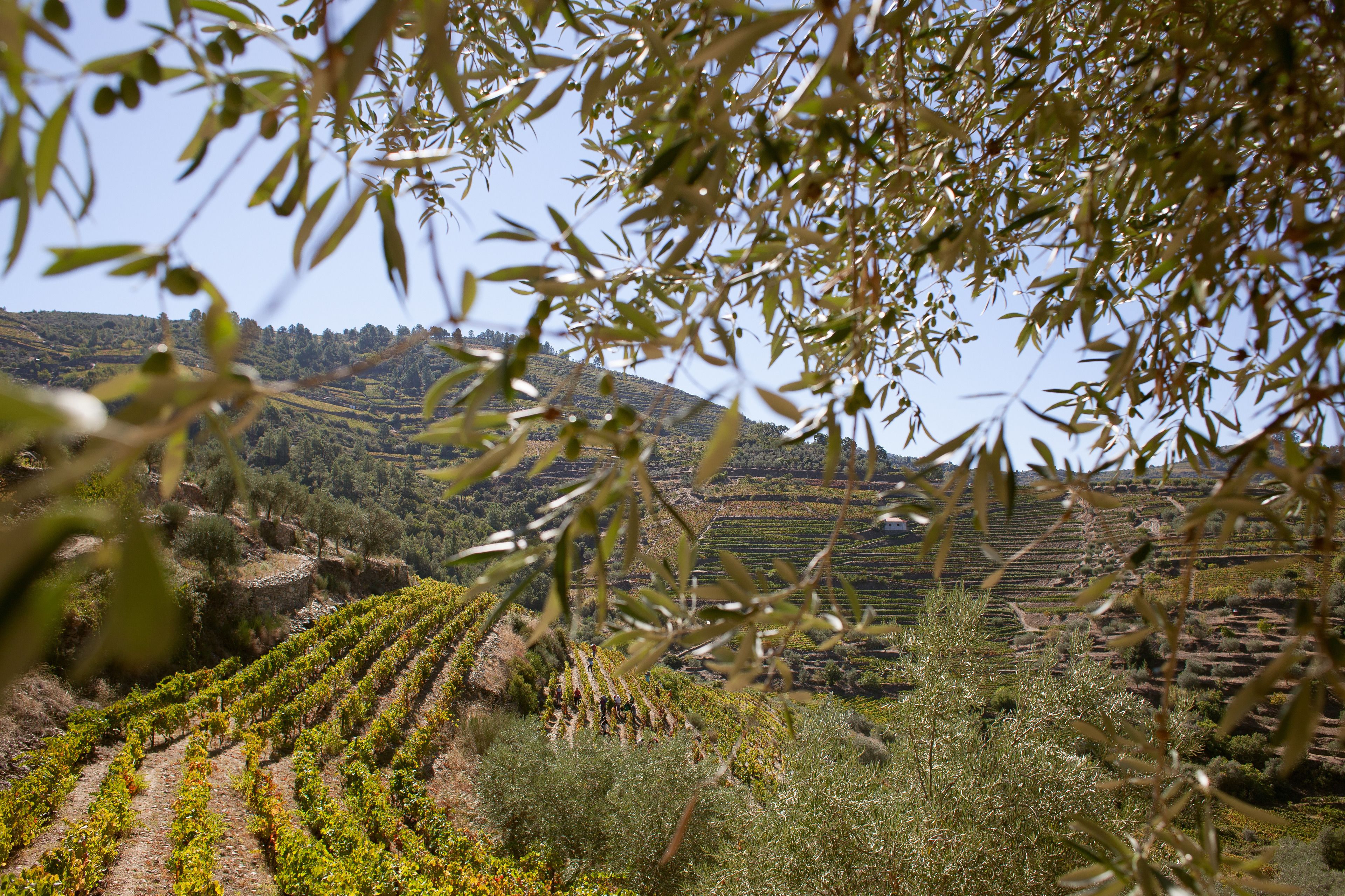Foto - Hotel Rural da Quinta do Silval