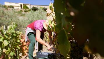A person harvesting grapes in a vineyard.