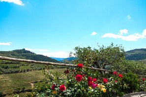 A vineyard with rows of grapevines under a clear sky.