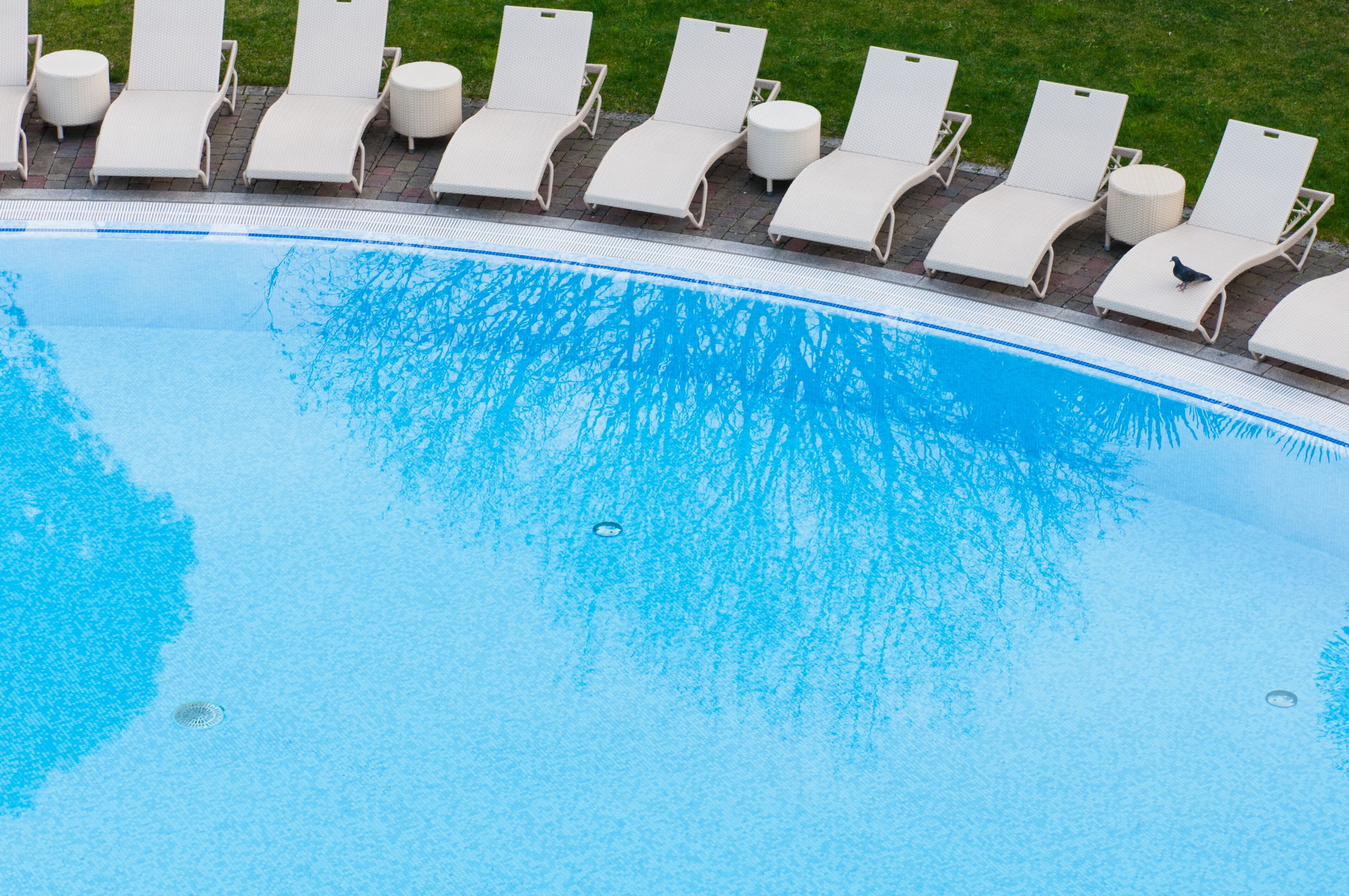 A swimming pool with white lounge chairs and a small bird on one of the chairs.