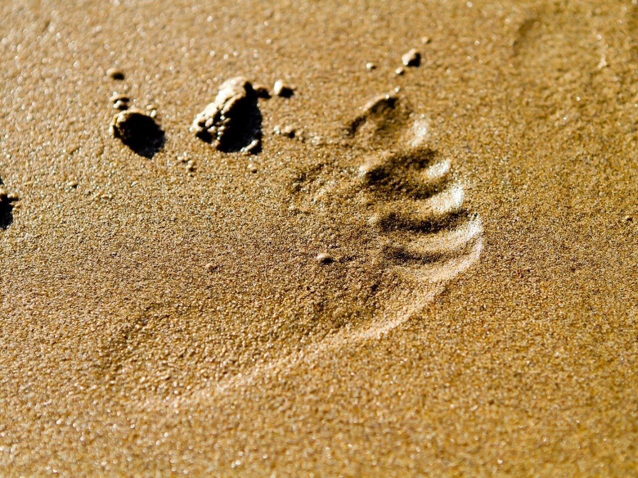 Ein Detailbild von Fußabdrücken im Sand.