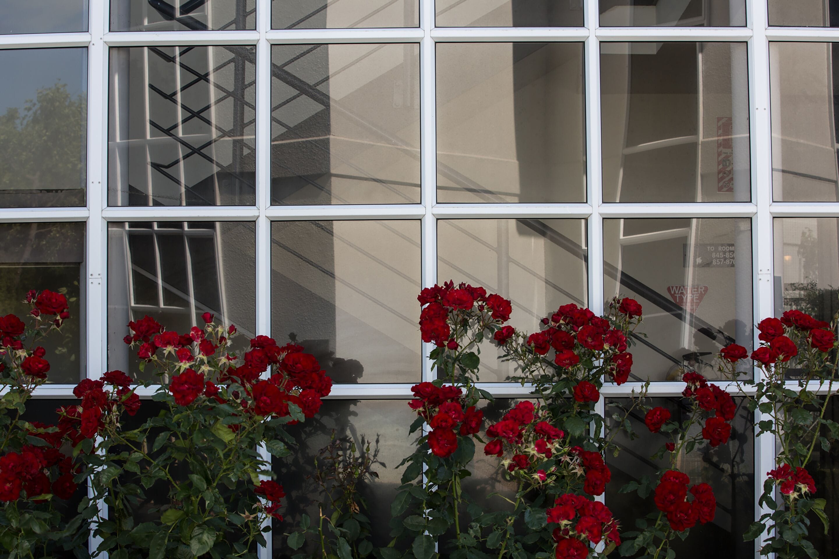 Ein Fenster mit mehreren Fensterscheiben und roten Rosen im Vordergrund.