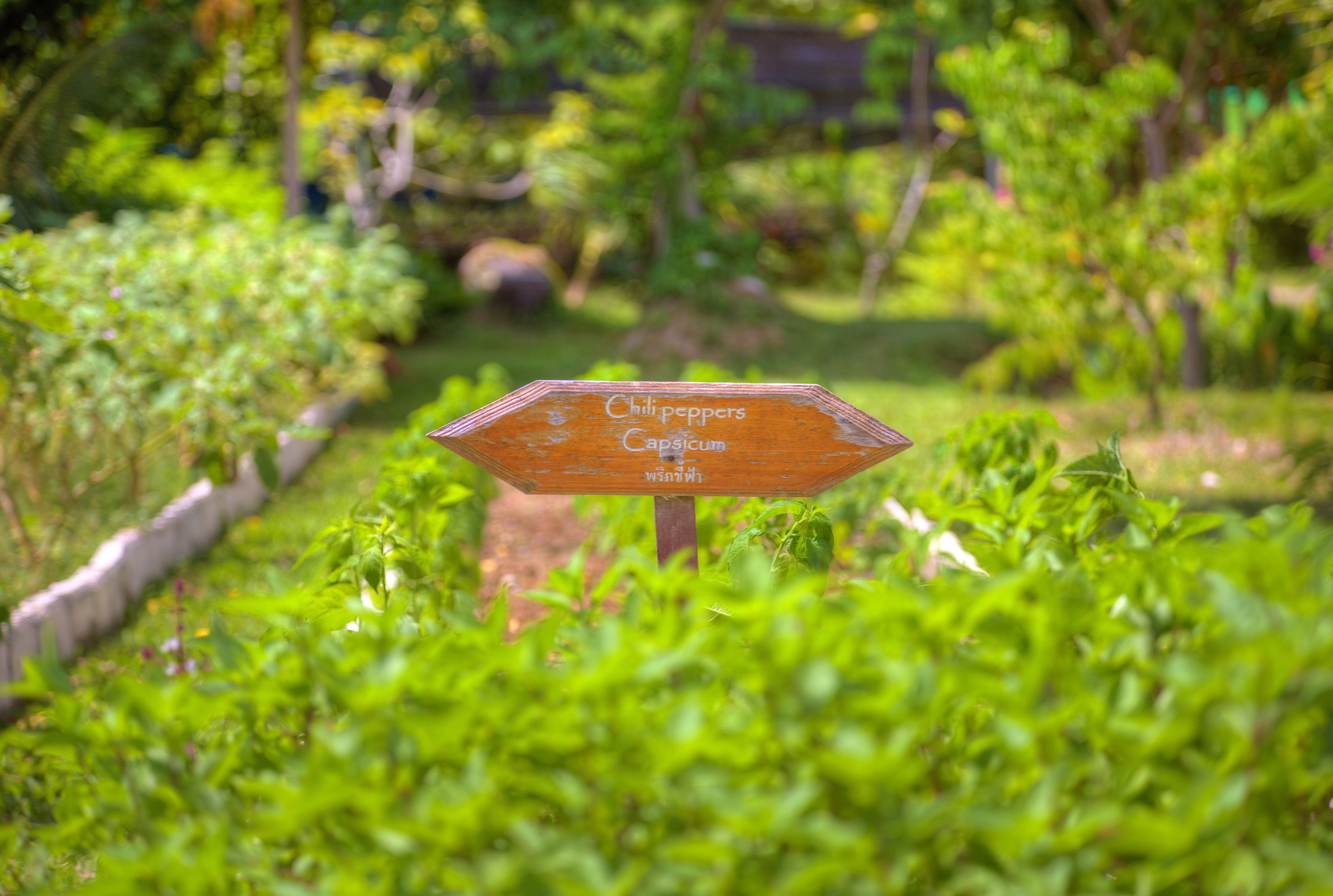 Une pancarte en bois dans un jardin, portant l’inscription « Chilpeppers Capsicum ».