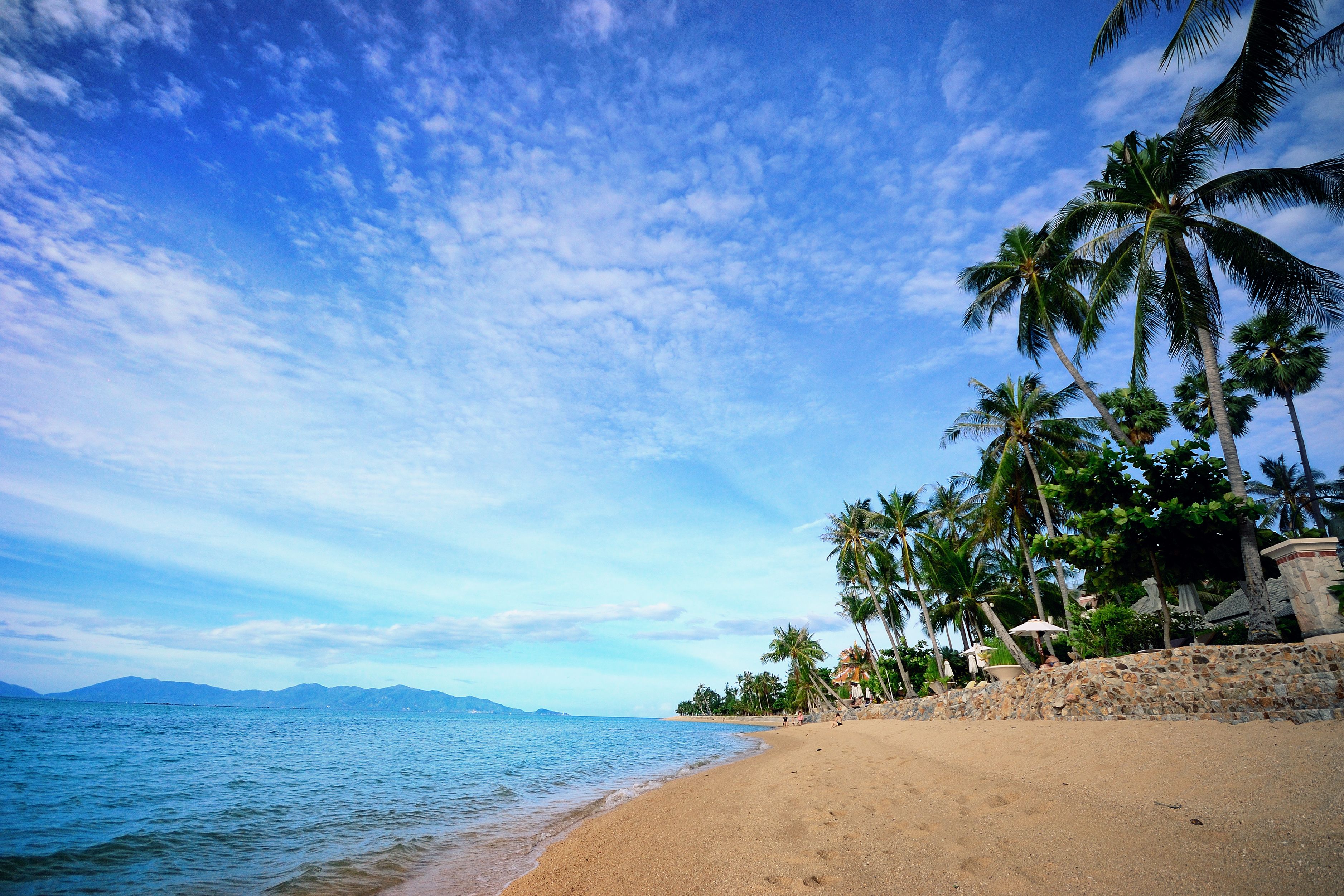 A beach with palm trees, a stone wall, and a clear sky.
