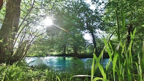 Une scène paisible de forêt, avec une étendue d’eau calme reflétant la lumière du soleil, entourée d’une végétation luxuriante et d’arbres.