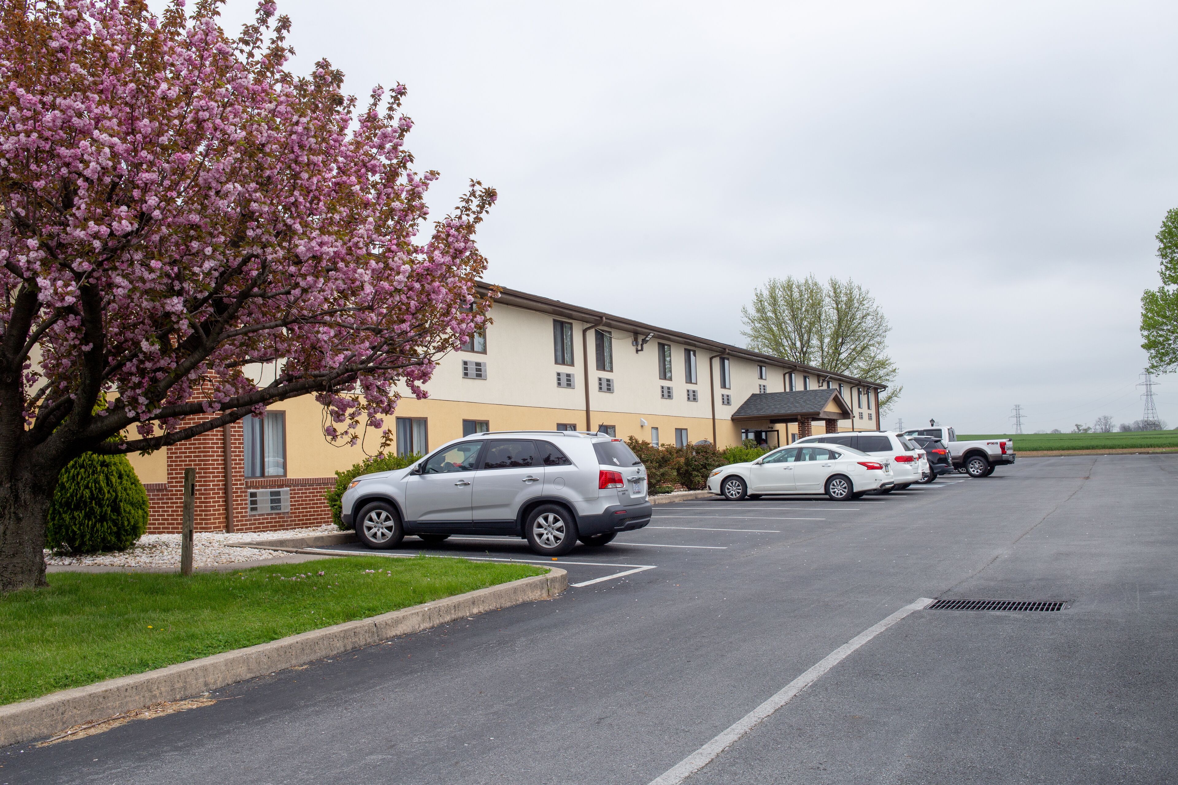 A parking lot with several cars, a building with a brick facade, and a tree with pink blossoms.