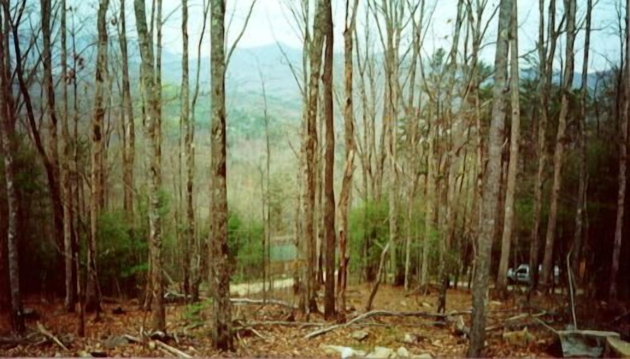 A forest with tall, thin trees and a dirt path.