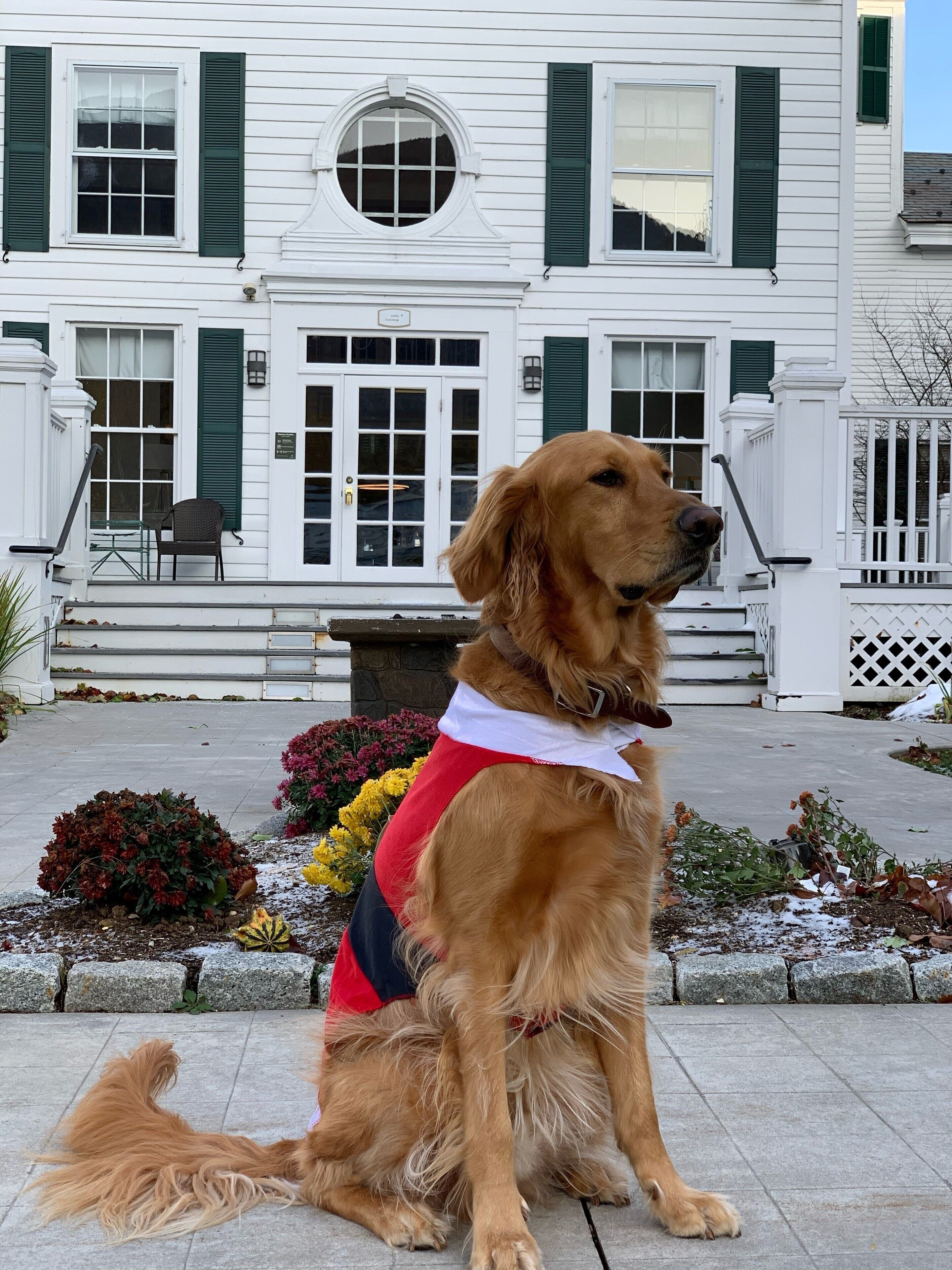 Un perro golden retriever sentado frente a un edificio blanco con contraventanas verdes y una escalera de piedra.