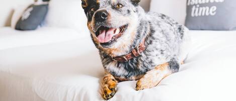 A dog sitting on a bed in a hotel room with a wooden headboard and a pillow with the text "Island time".