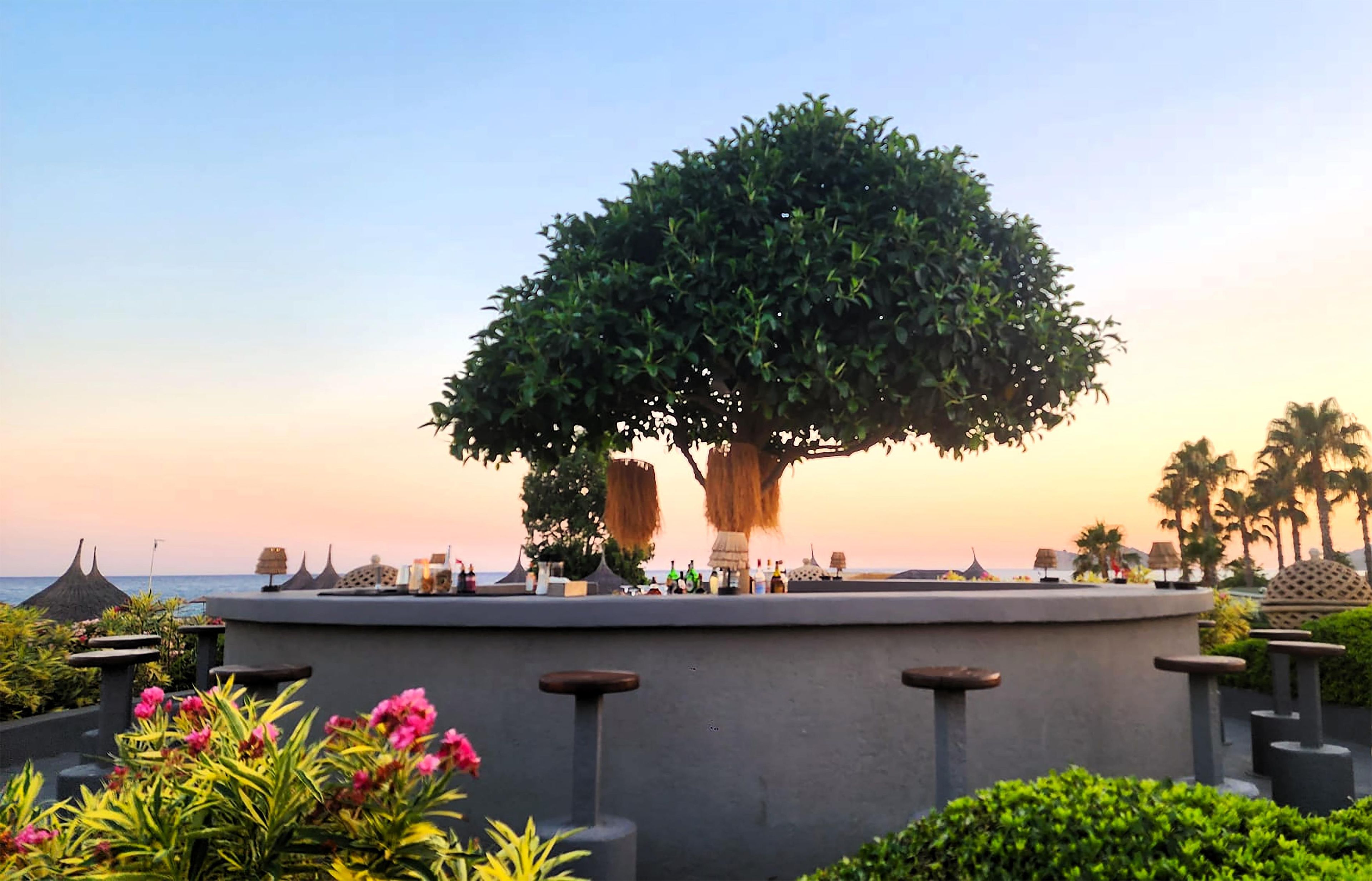 A large tree in the center of a plaza with a view of the ocean in the background.