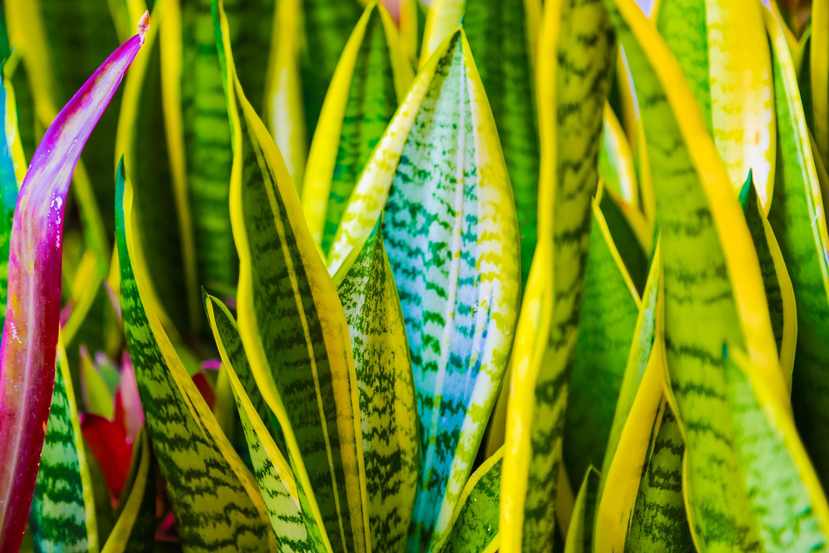 A close-up of variegated leaves, likely from a plant.