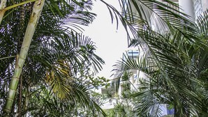 Uma trilha cercada por vegetação tropical exuberante que leva a um edifício com fachada branca e detalhes em azul.
