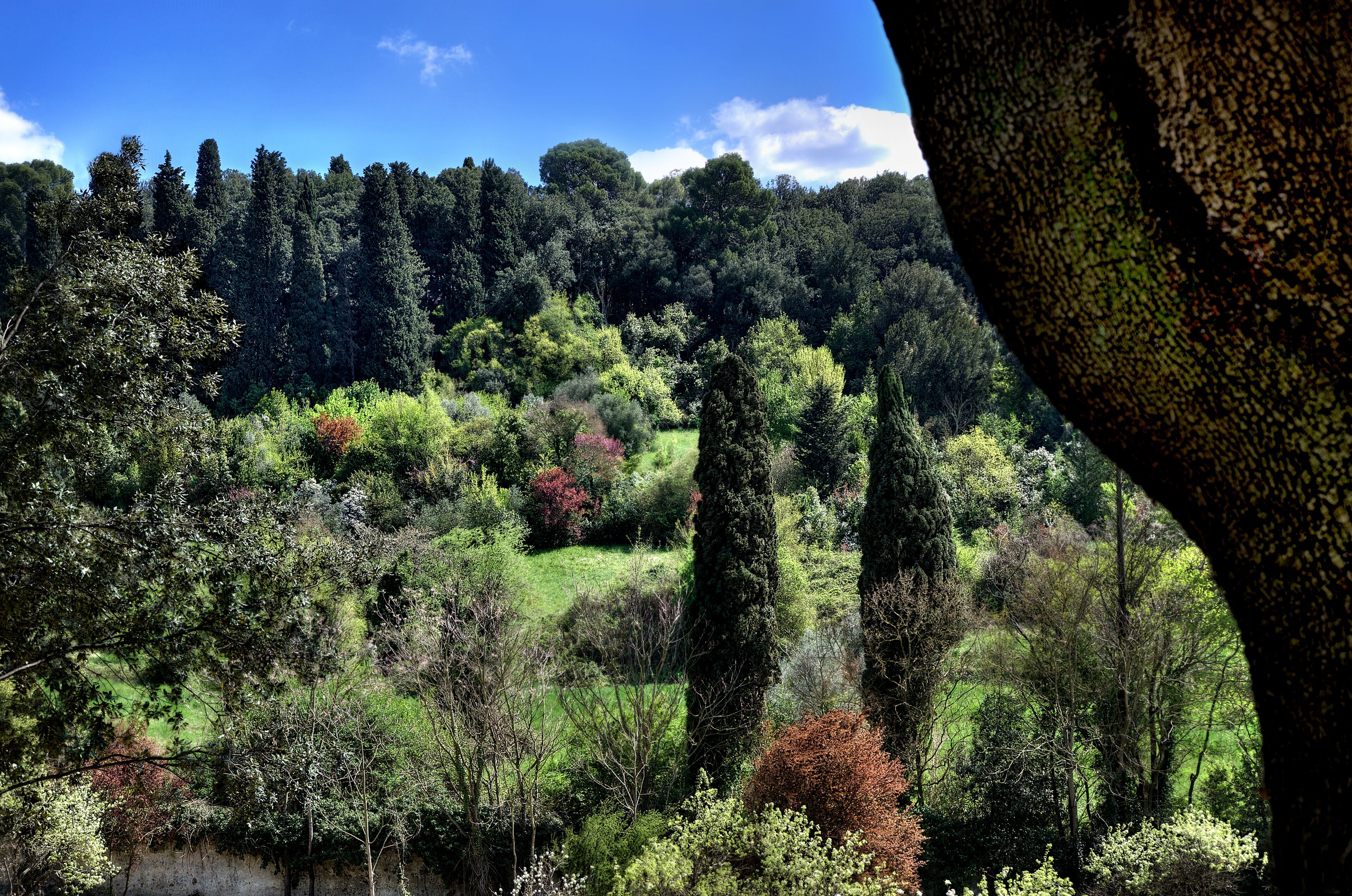 A natural landscape with dense trees and a clear sky.