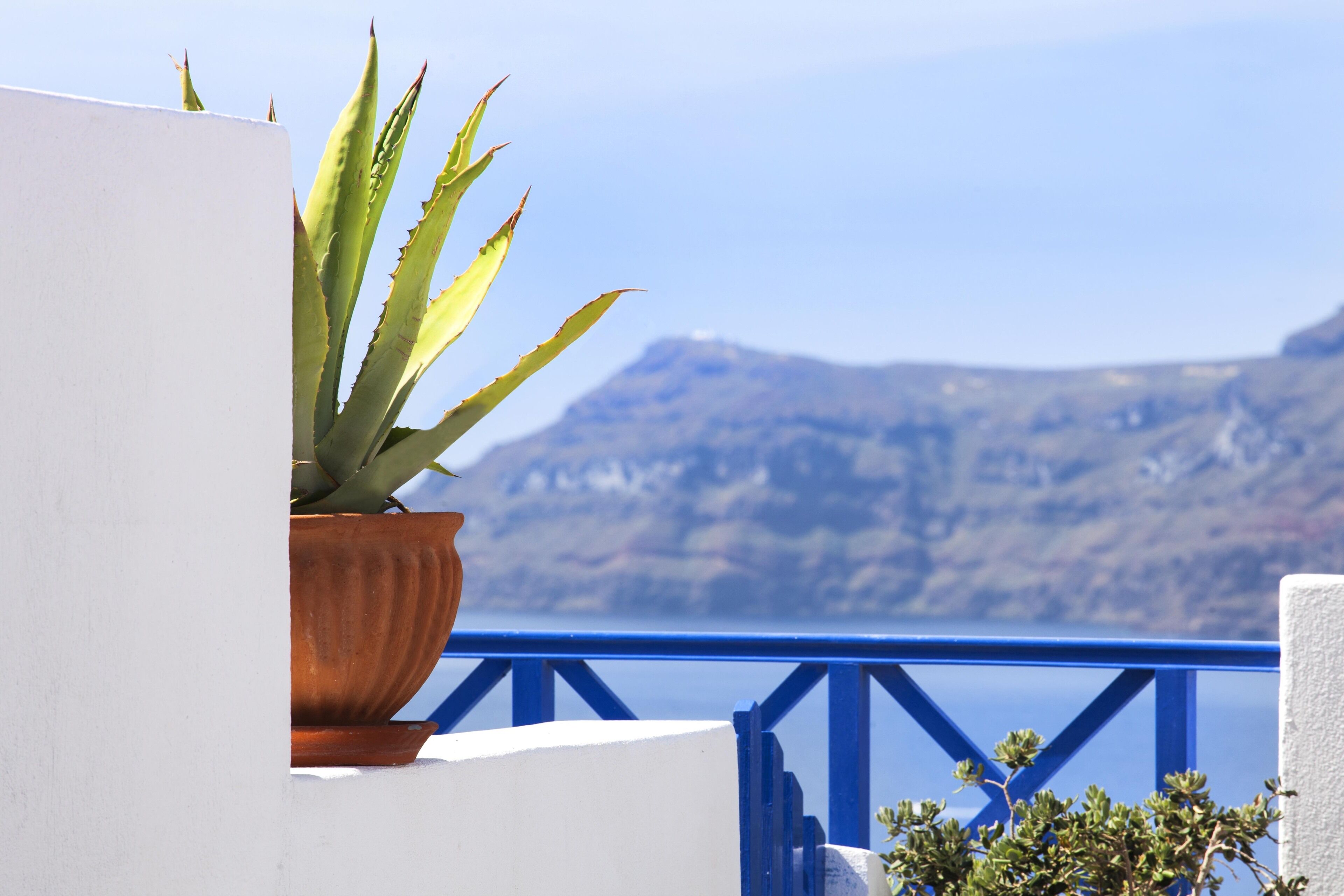 A potted aloe vera plant on a balcony with a blue railing, overlooking a mountainous landscape.