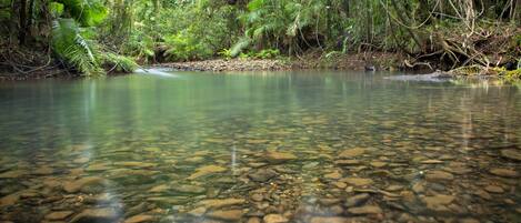 A clear view of a river with visible rocks and surrounding dense greenery.