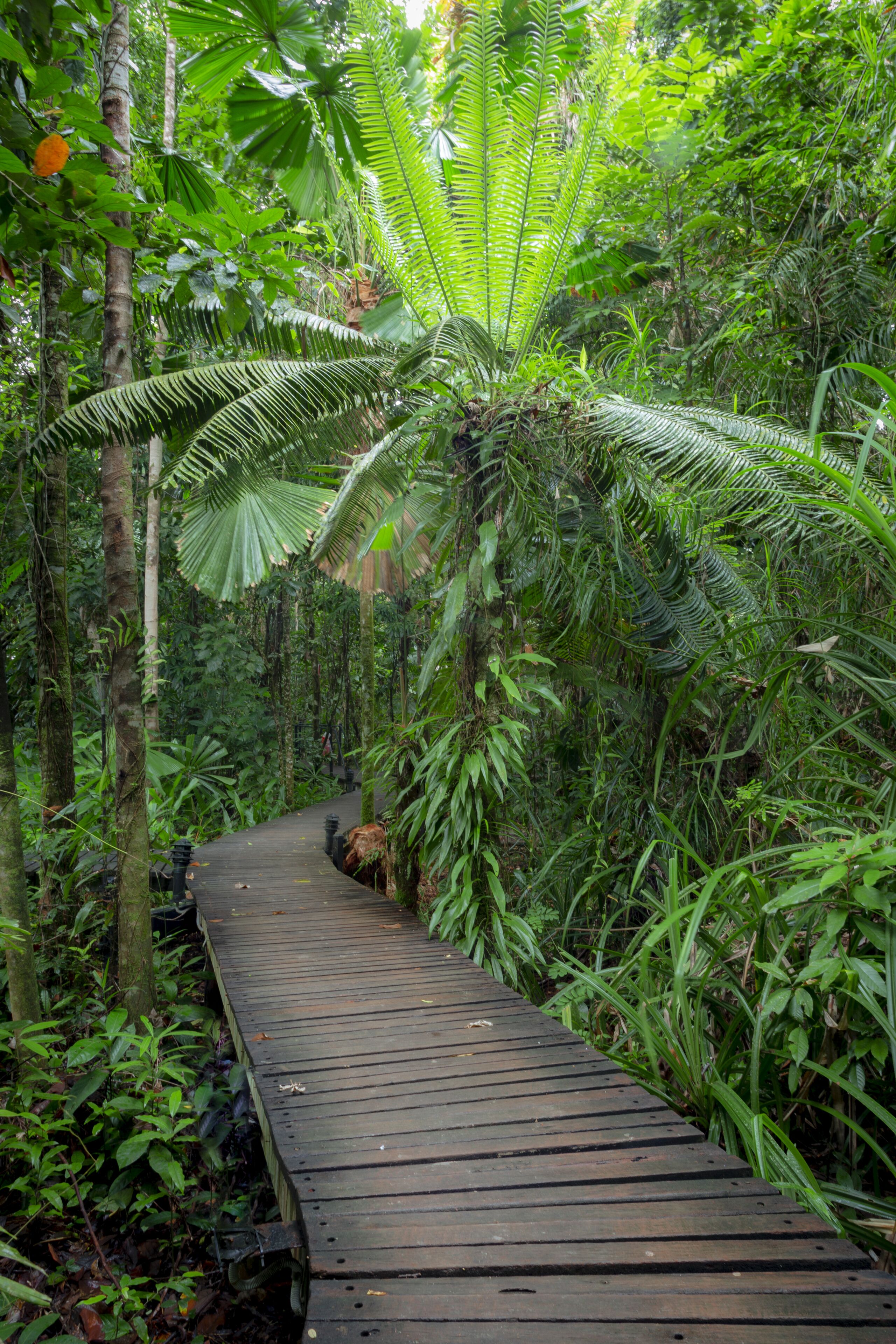 A wooden boardwalk through a dense tropical forest with various ferns and palm trees.