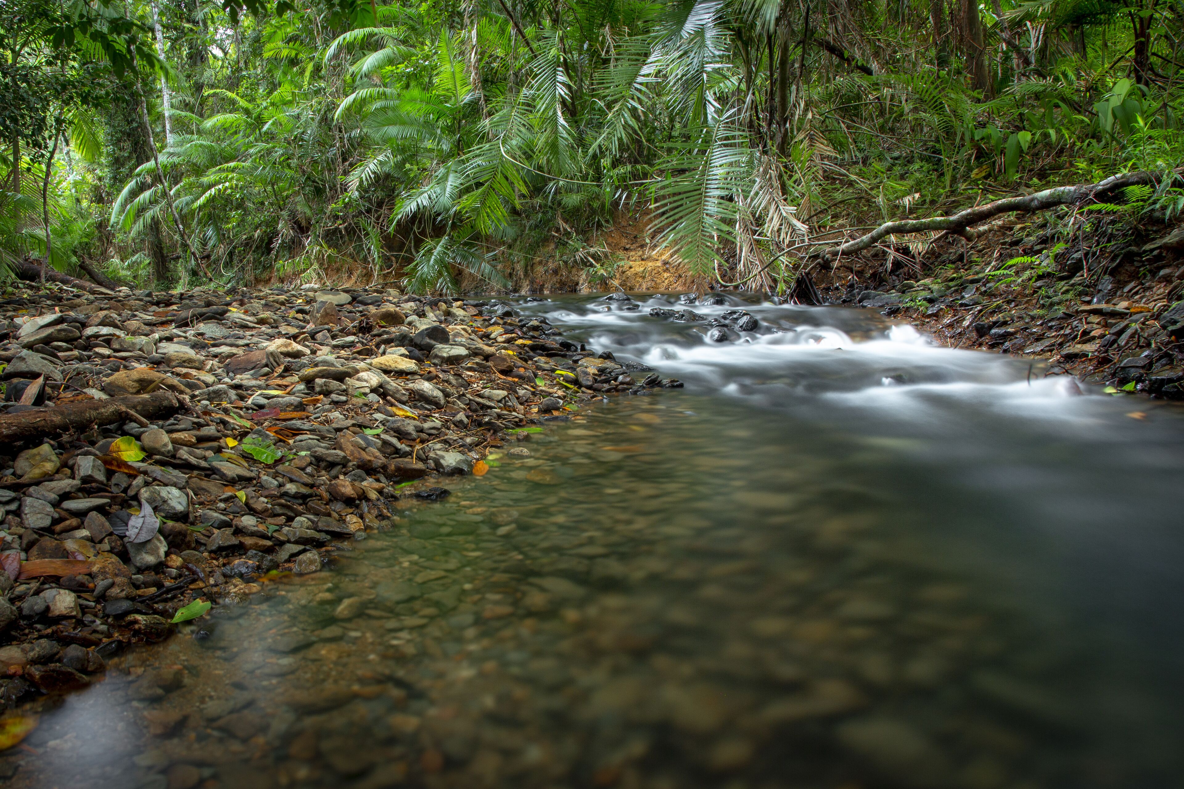 Un arroyo cristalino fluye sobre un lecho rocoso, rodeado de abundante follaje verde.