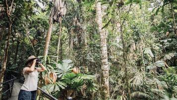 A person on a wooden bridge in a dense forest with various tropical plants and trees.