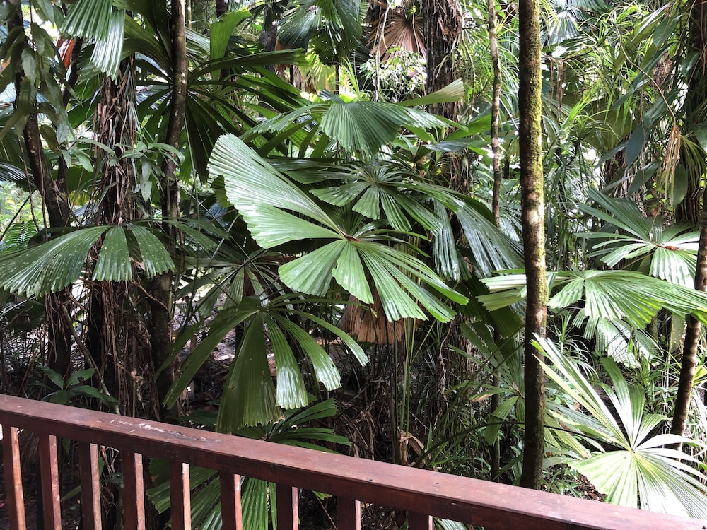 Daintree Wilderness Lodge by null