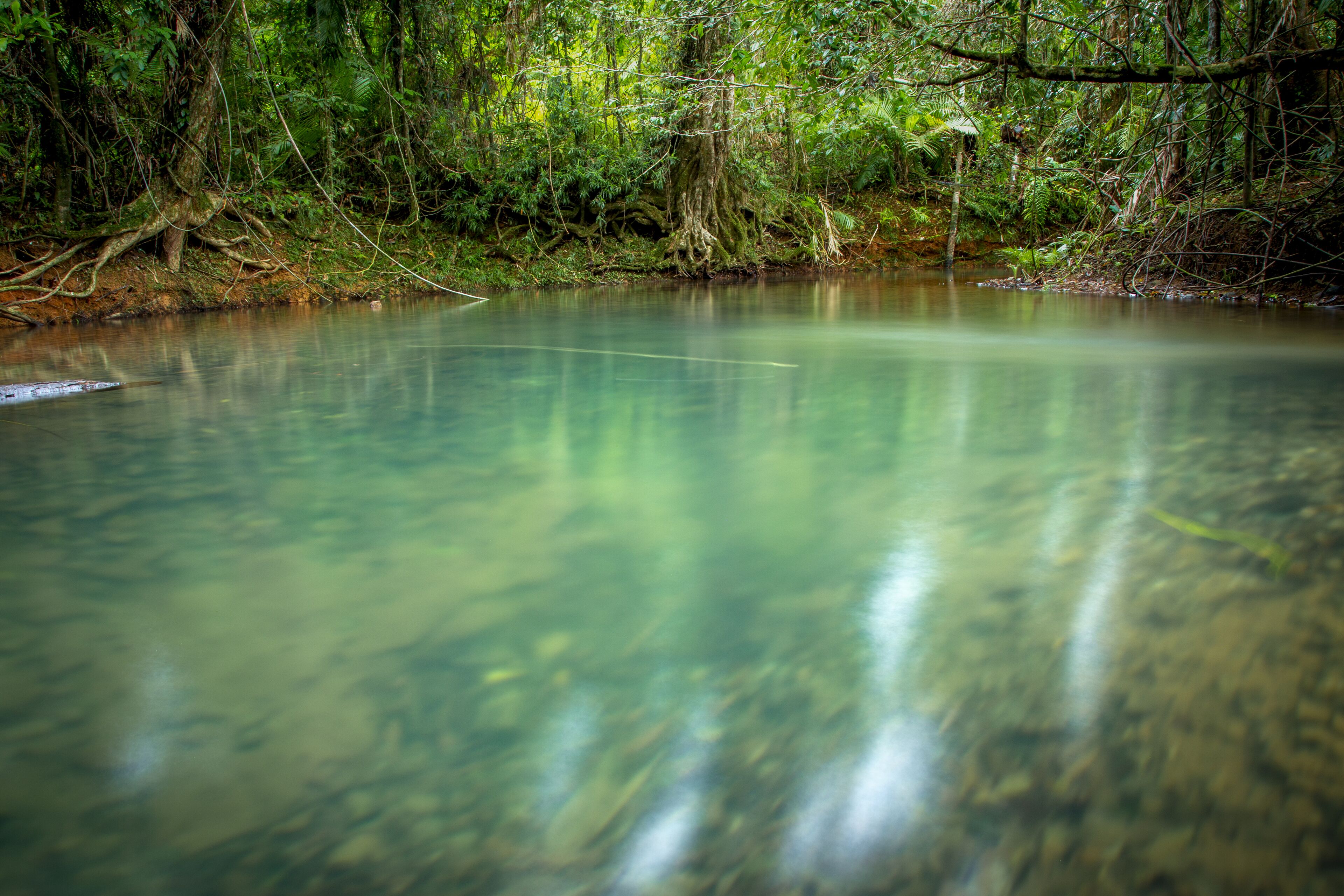 On peut admirer une rivière bordée d’une forêt dense.