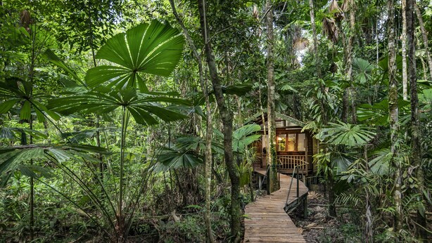 A wooden pathway leading to a wooden cabin in a dense forest. - Daintree Wilderness Lodge (Diwan)