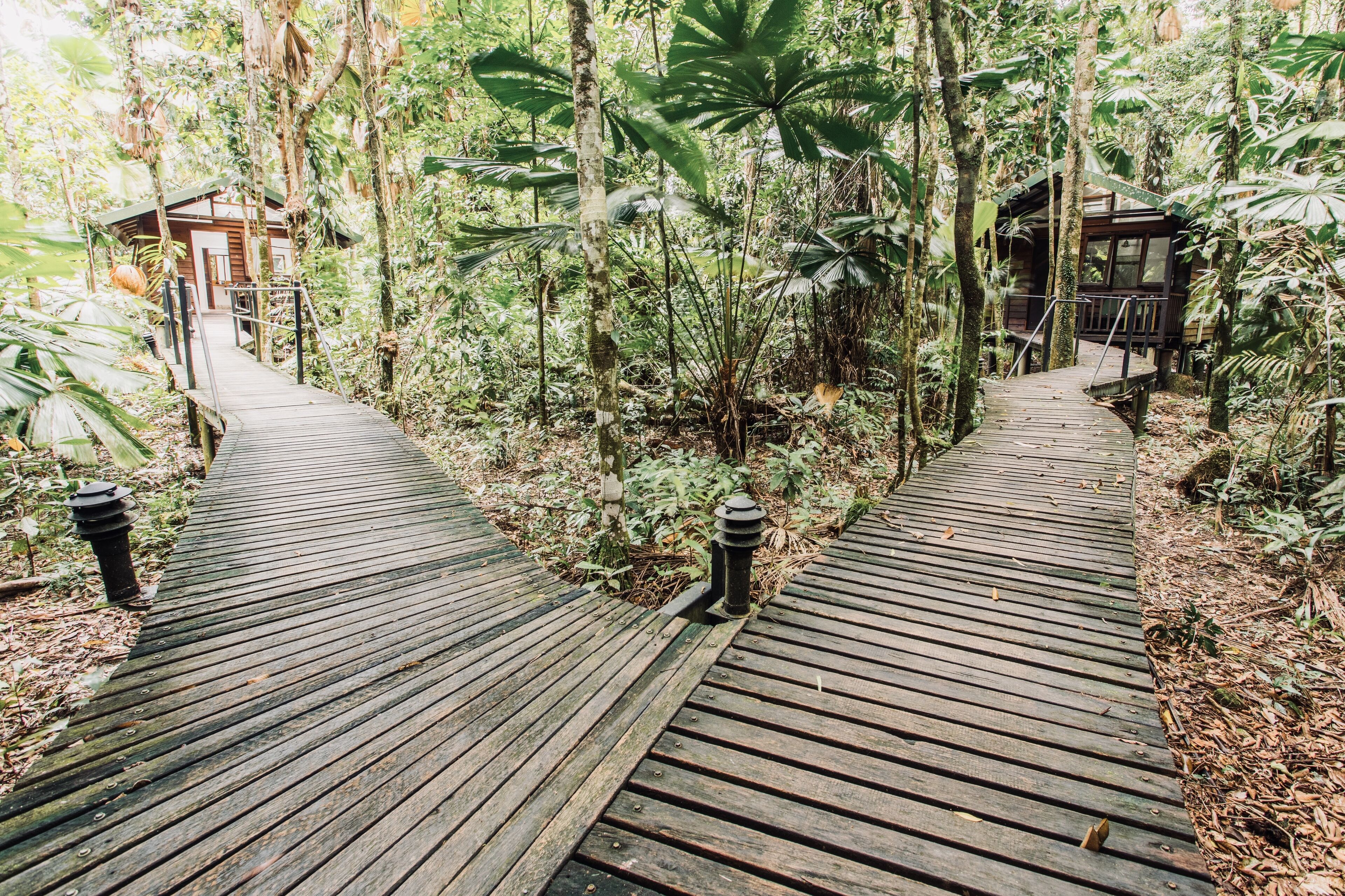 A wooden pathway leading to two wooden cabins surrounded by dense tropical vegetation.