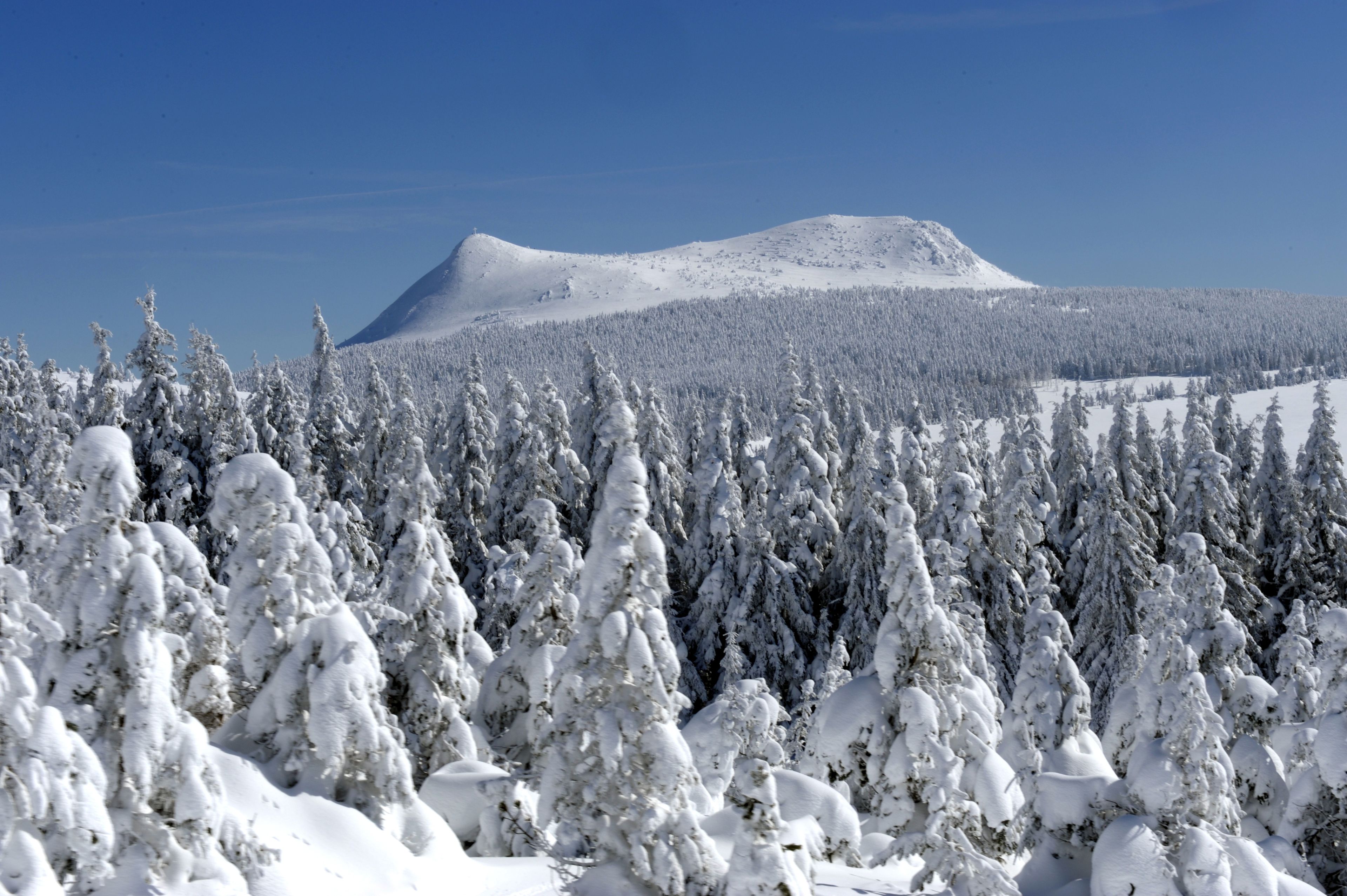 A snow-covered landscape with a mountain in the background and dense coniferous trees in the foreground.